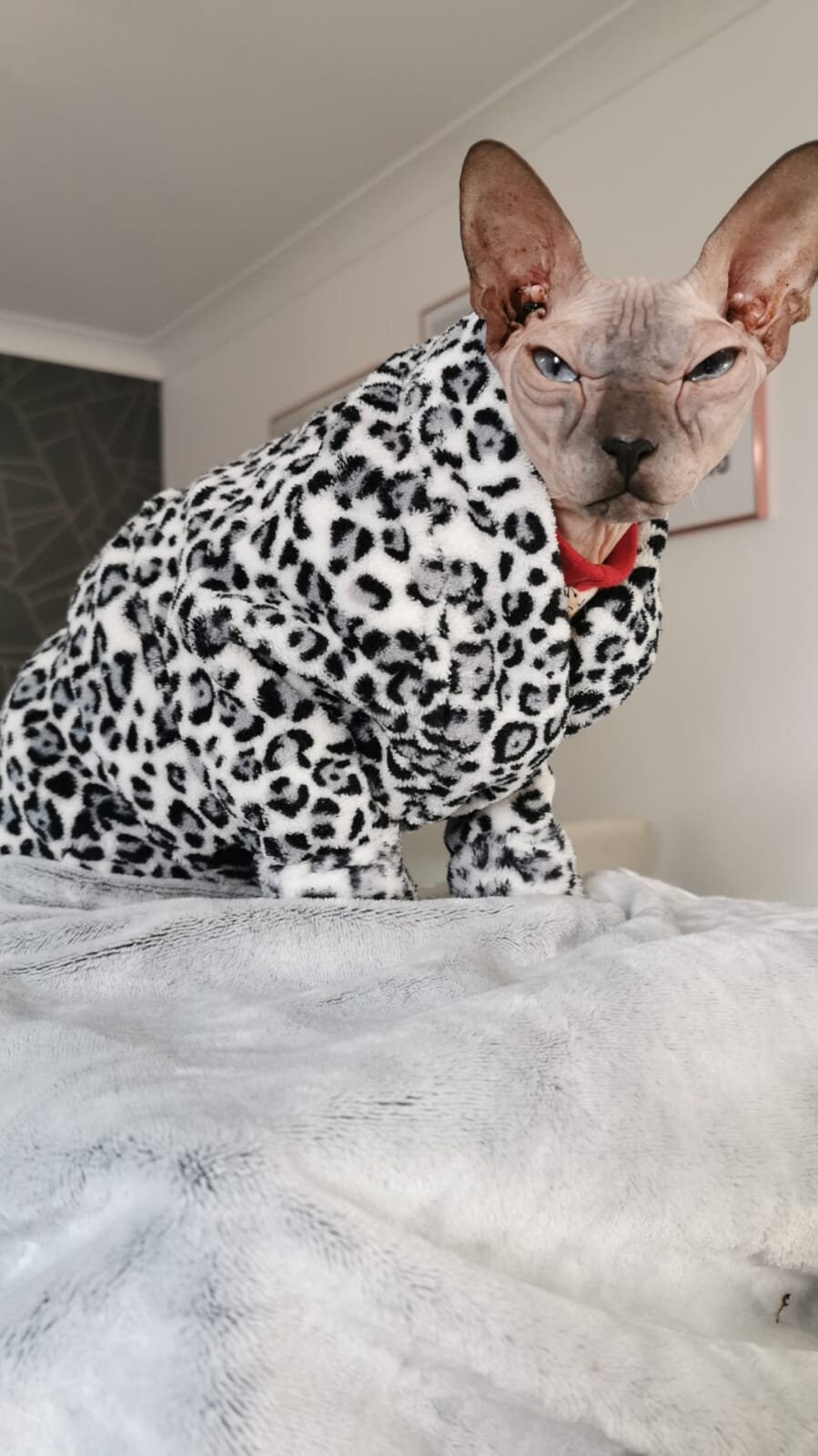 Sphynx Cat Robe PDF Sewing Pattern Etsy Australia