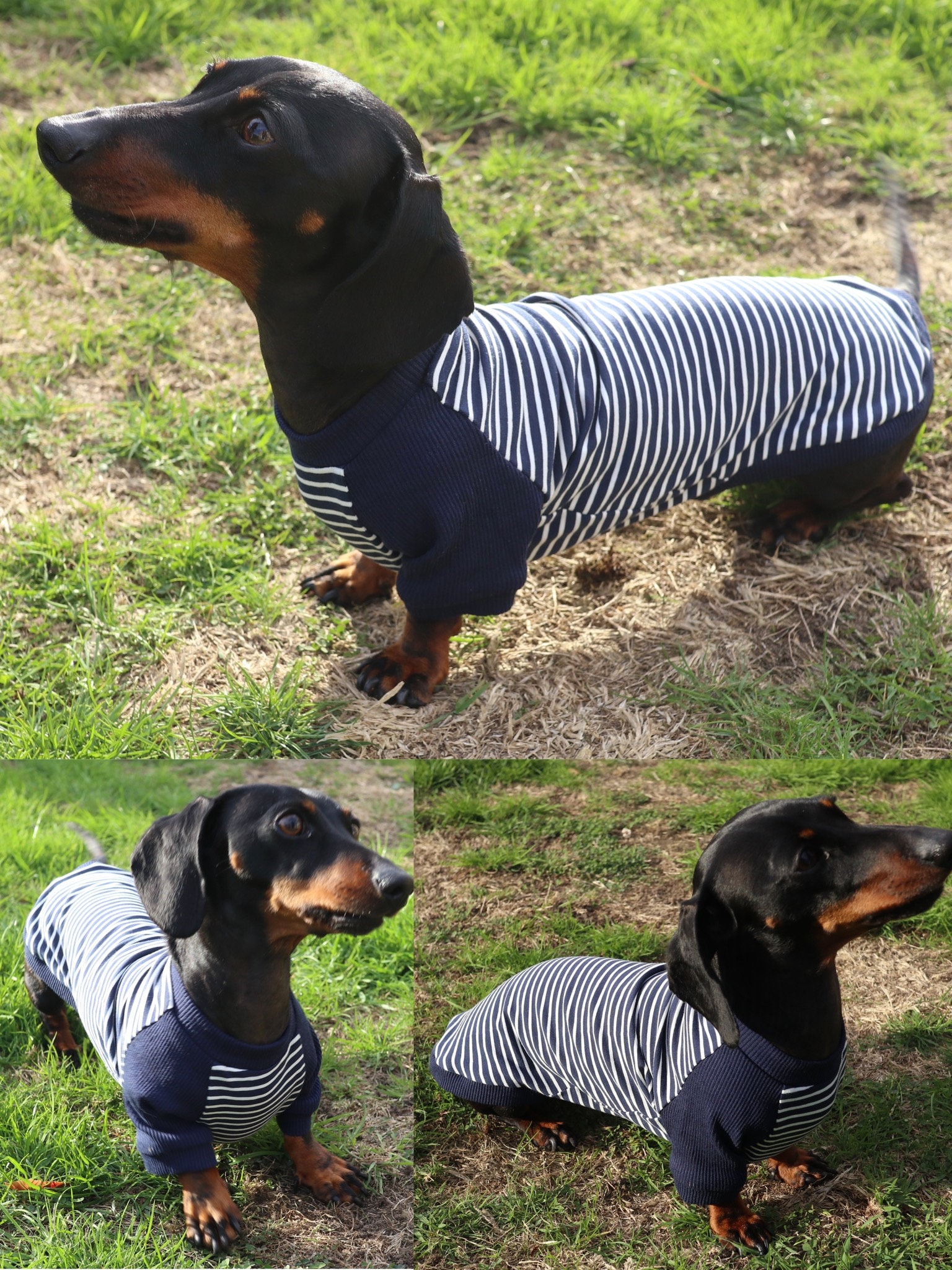 ダックスフント犬用ジャージー生地の縫製パターン - Toby Weenie