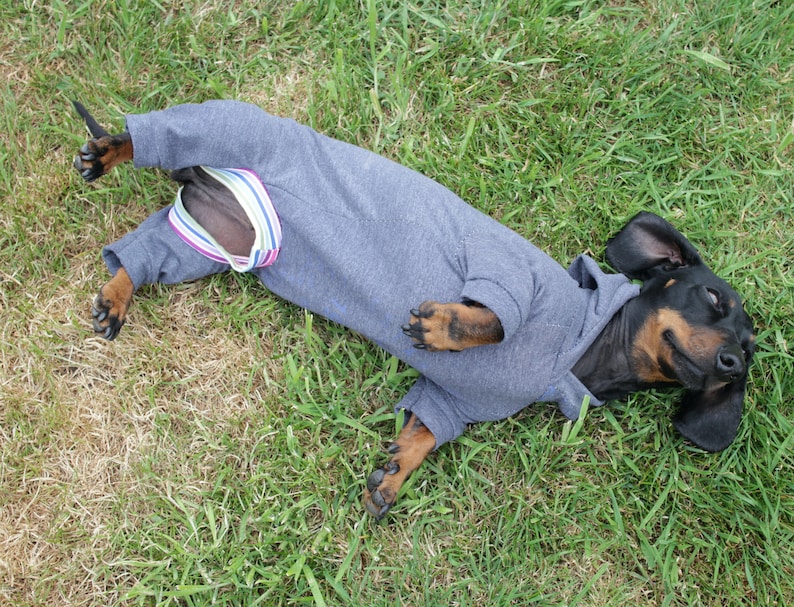 Sausage dog clothes pattern pdf sausage dog hoodie, sausage dog outfit for weiner dog