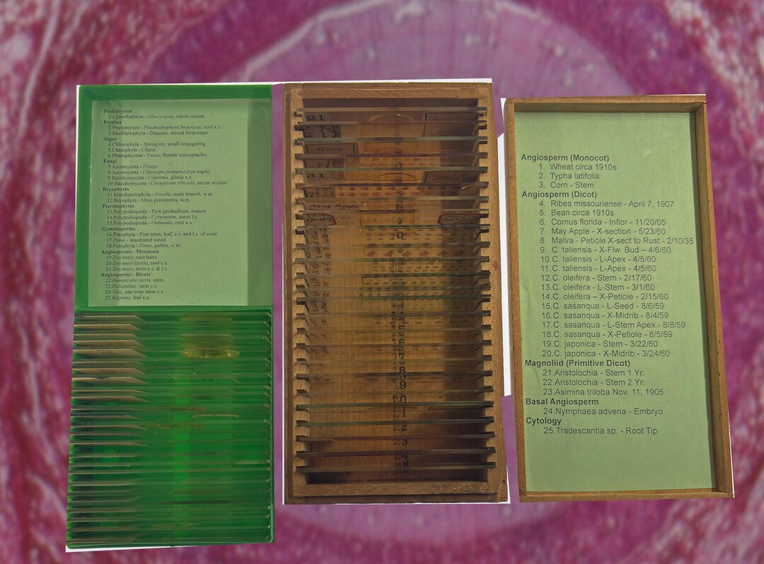 Vintage Botany Microscope Slide Set of 50, Plant Protist Kingdom Study ...