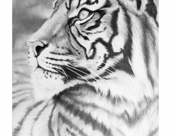 Tiger Print, Giclee Print on Archival Paper, Original drawing, Original Artwork of a tiger, endangered animal art, FREE UK DELIVERY.