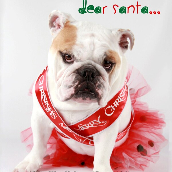 Card #60 / It Wasn't Me  ~ English Bulldog Christmas Greeting Card