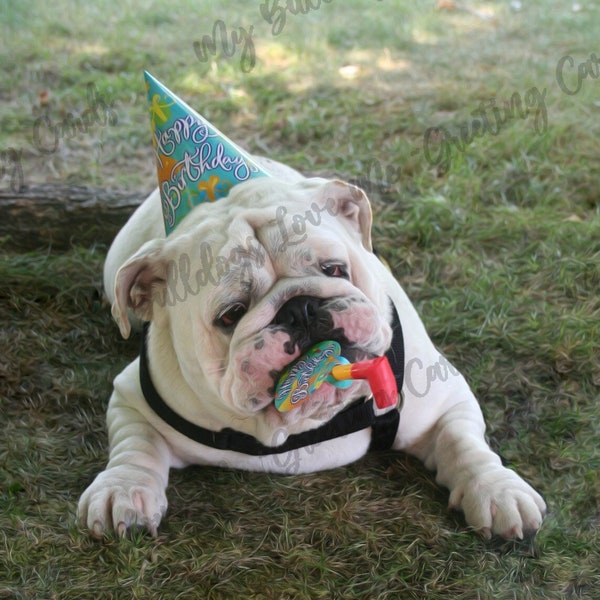 Card #02 / Wrinkles ~ English Bulldog Birthday Greeting Card