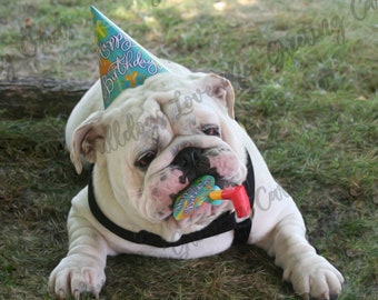 Card #02 / Wrinkles ~ English Bulldog Birthday Greeting Card