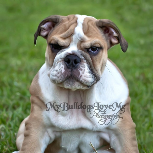 Card #22 / Few More Wrinkles ~ English Bulldog Birthday Greeting Card