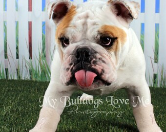 Card #50 /Pffft on Cancer ~ English Bulldog Cancer and Breast Cancer Greeting Card