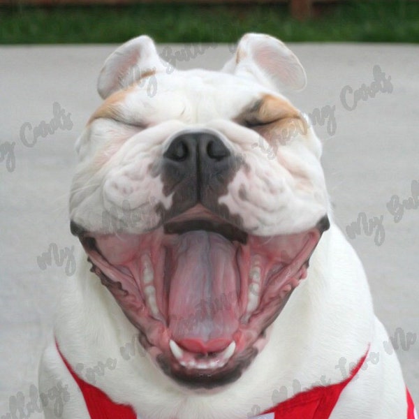 Card #14 / Scream ~ Congratulations English Bulldog Greeting Card