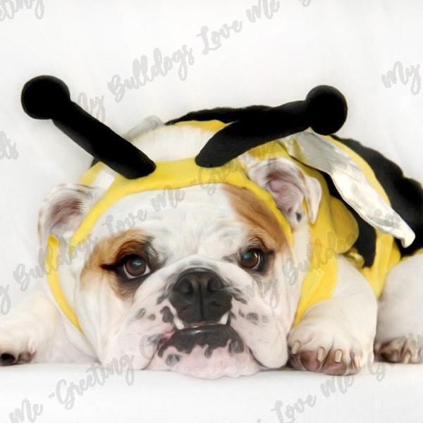 Card #16 / Bee Better ~ English Bulldog Get Well Greeting Card