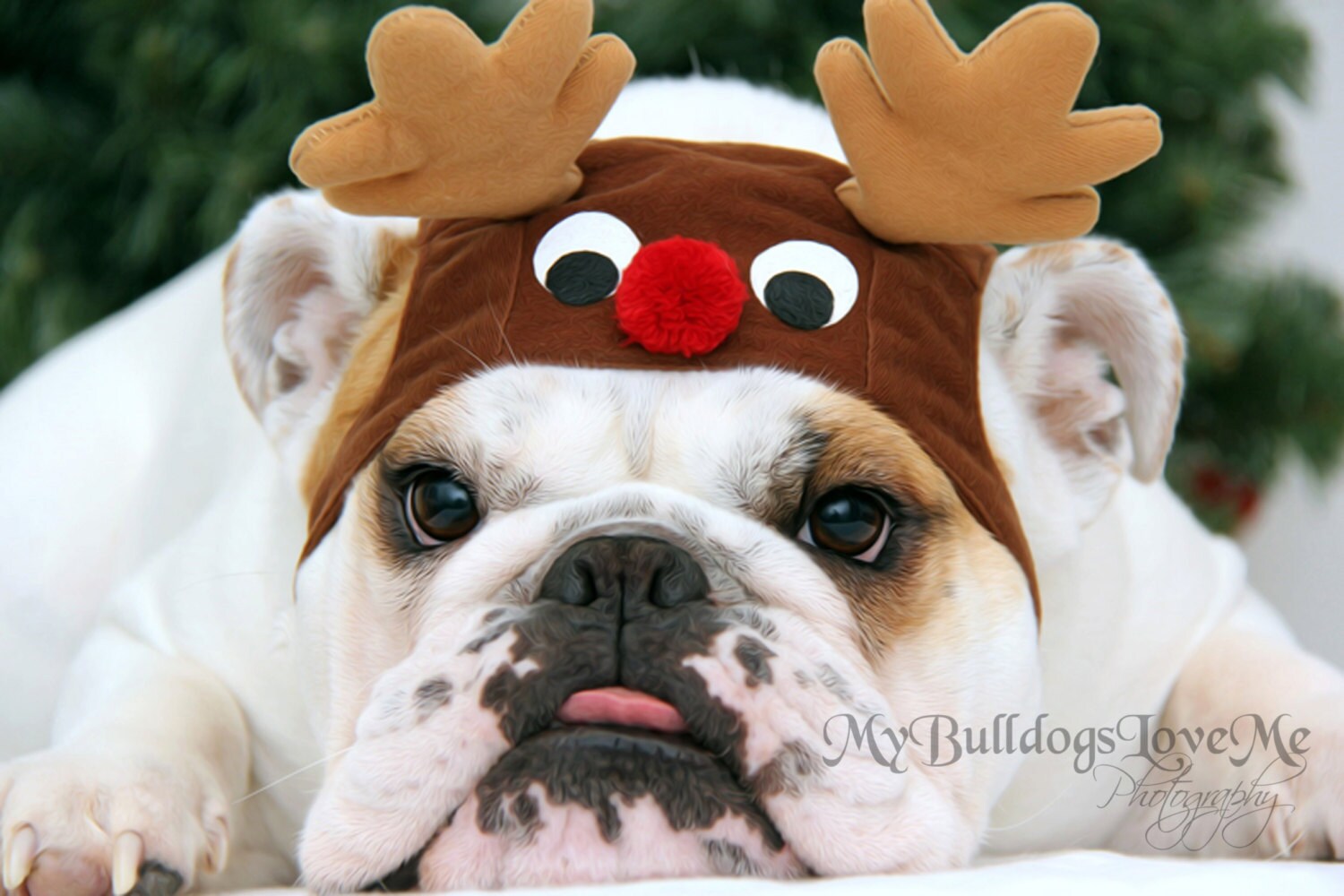 Bulldog Christmas Cards 