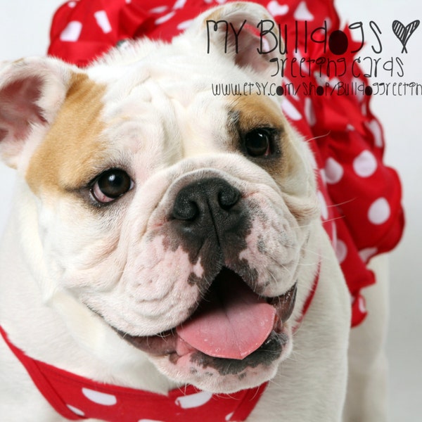 Card #55 / Heart Sing ~ English Bulldog Valentine's Day Greeting Card