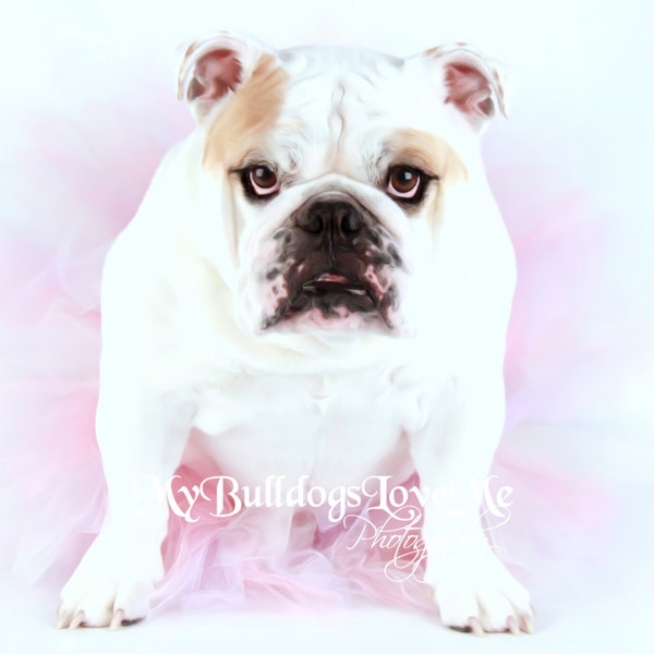 Card #74 / Mother's Day ~ English Bulldog Mother's Day Card