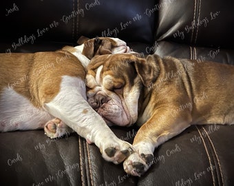 Card #03 / You Complete Me ~ English Bulldog Love Card