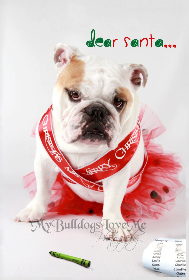 Card 60 / It Wasn't Me English Bulldog Christmas Greeting Card image 1