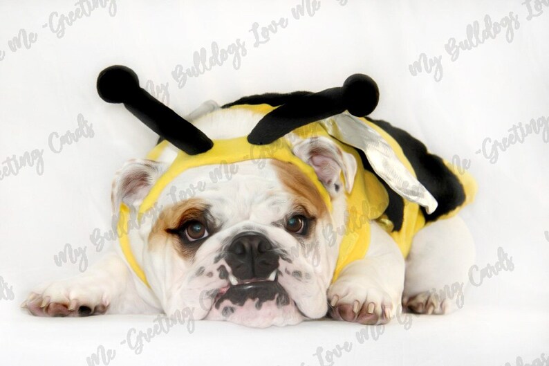 Card 16 / Bee Better English Bulldog Get Well Greeting Card image 1