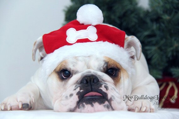 49 Best English Bulldog Christmas Images Cute