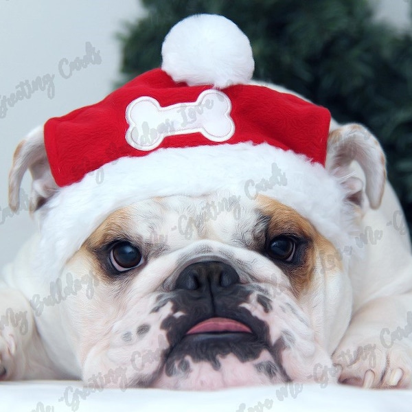 Card #21 / Santa Paws ~ English Bulldog Christmas Greeting Card