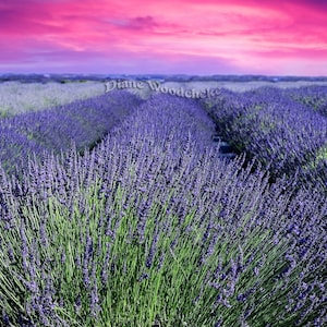 May include: A field of lavender in full bloom under a vibrant pink and purple sunset. Rows of purple flowers stretch towards the horizon, creating a sense of depth. The sky is a gradient of pink and purple.