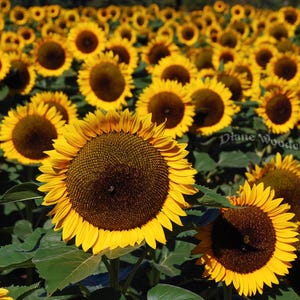 Sonnenblumenfeld Fine Art Fotografie: Sonnige Bauernhof Landschaft (Digitaler Download)