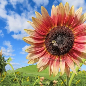 Sunflower Pink and Yellow, Bumble Bee, Nature Photograph (Digital Download)