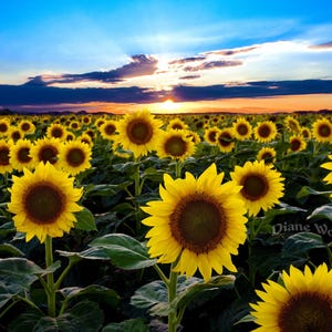May include: A field of bright yellow sunflowers in full bloom against a vibrant blue sky with a sunset in the background.
