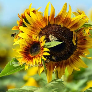 Op de afbeelding: Een close-up van een felgele zonnebloem met een donkerbruin hart. De zonnebloem is scherp, terwijl de achtergrond wazig is. Er zijn andere zonnebloemen op de achtergrond.