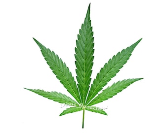 Isolated Marijuana Leaf on Solid White or Black Background, 2 Photographs (Digital Download)