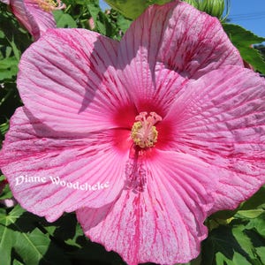 Può includere: Primo piano di un vibrante fiore di ibisco rosa in piena fioritura. Il fiore ha un centro rosso intenso e delicate venature sui suoi grandi petali. Foglie verdi circondano il fiore, con un cielo blu sullo sfondo. Il nome del fiore è Diane Woodcheke.