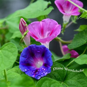 May include: A close-up of morning glory flowers in shades of purple and blue, with water droplets on the petals. The flowers are surrounded by green leaves and vines. A natural, botanical theme.
