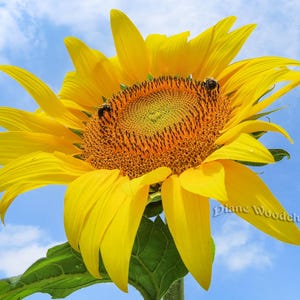 May include: A bright yellow sunflower with a dark brown center, blooming against a blue sky with white clouds.  Bees are visible on the sunflower.