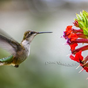 Puede incluir: Un colibrí en vuelo, acercándose a vibrantes flores rojas y moradas con hojas verdes. El ave tiene plumas verdes iridiscentes y un pico largo y delgado. La imagen está sobre un fondo suave y borroso.