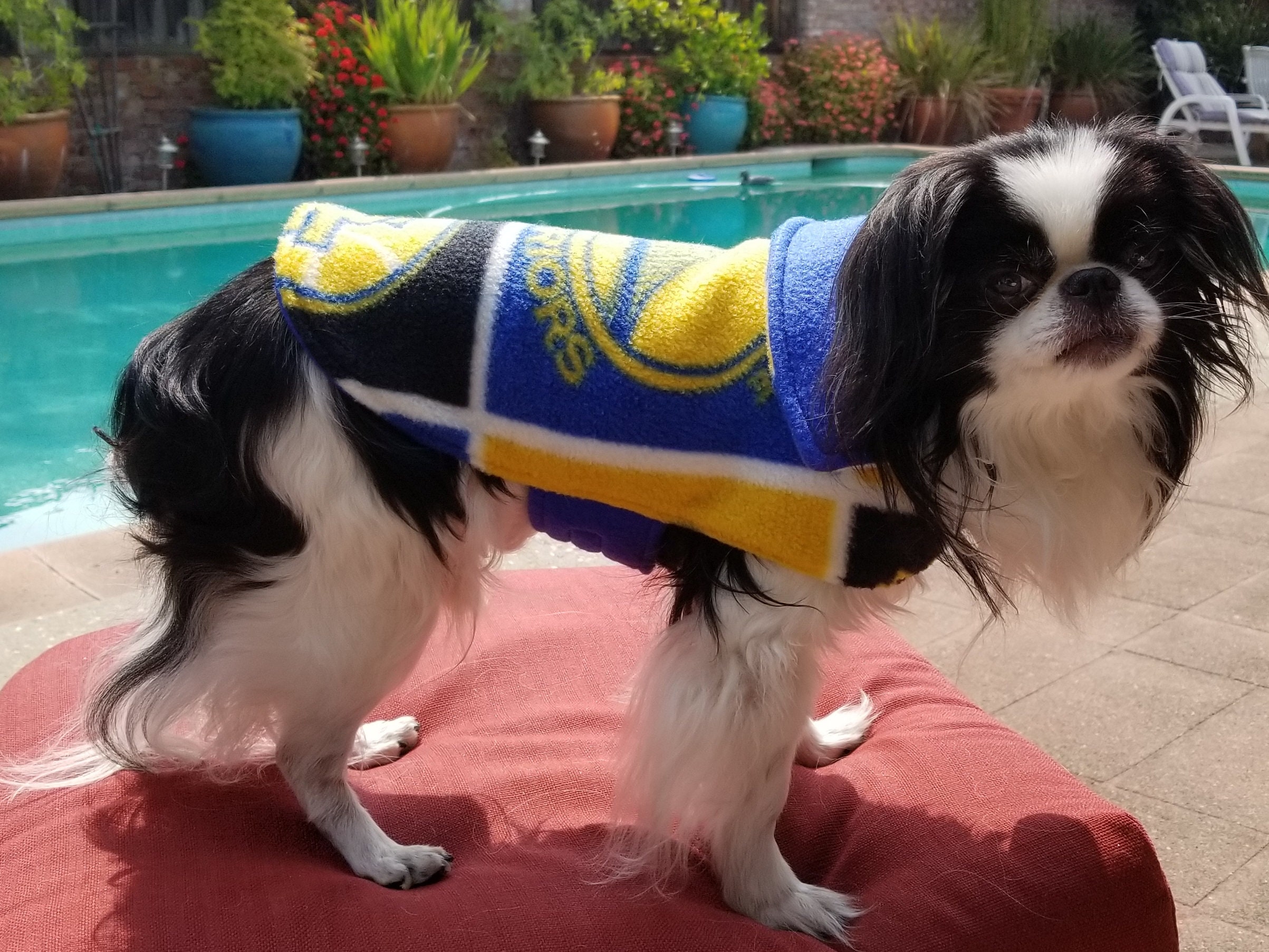 Golden State Warriors Dog Jacket - Etsy
