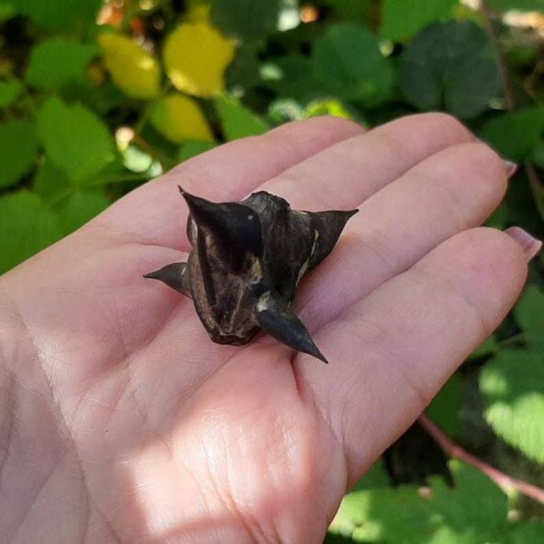 Devils Pod Trapa Natans Protective Amulet Charm Talisman to Bring Luck