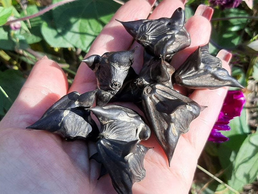 Devils Pod Trapa Natans Protective Amulet Charm Talisman to Bring Luck