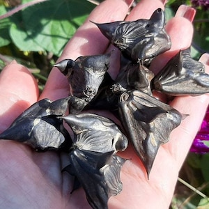 Die Schale des Teufels - Trapa natans - Schutzamulett - Anhänger - Talisman, um Hexen Glück und Freude zu bringen