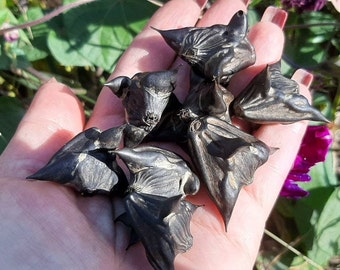 Devil's Pod Amulet: Trapa Natans Luck & Protection Talisman