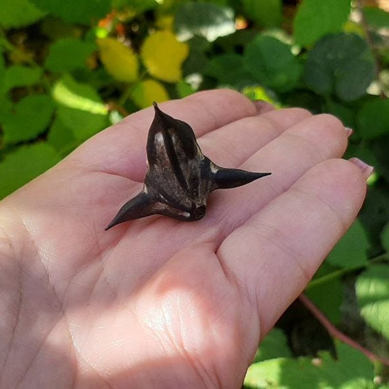 Devils Pod Trapa Natans Protective Amulet Charm Talisman to Bring Luck