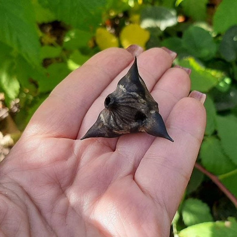 Devils Pod Trapa Natans Protective Amulet Charm Talisman to Bring Luck