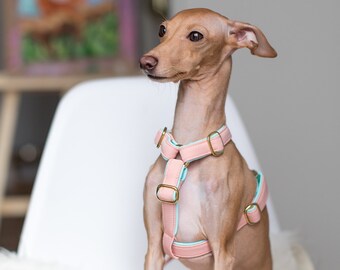 best harness for italian greyhound