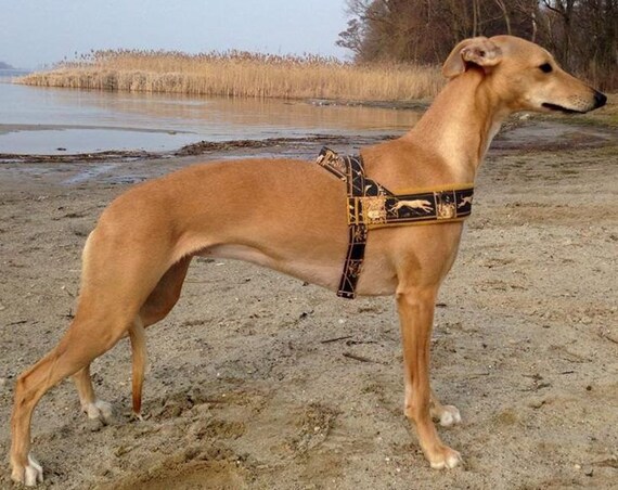 Norwegian Elegant For Greyhounds For Ig Sighthounds Italian Etsy
