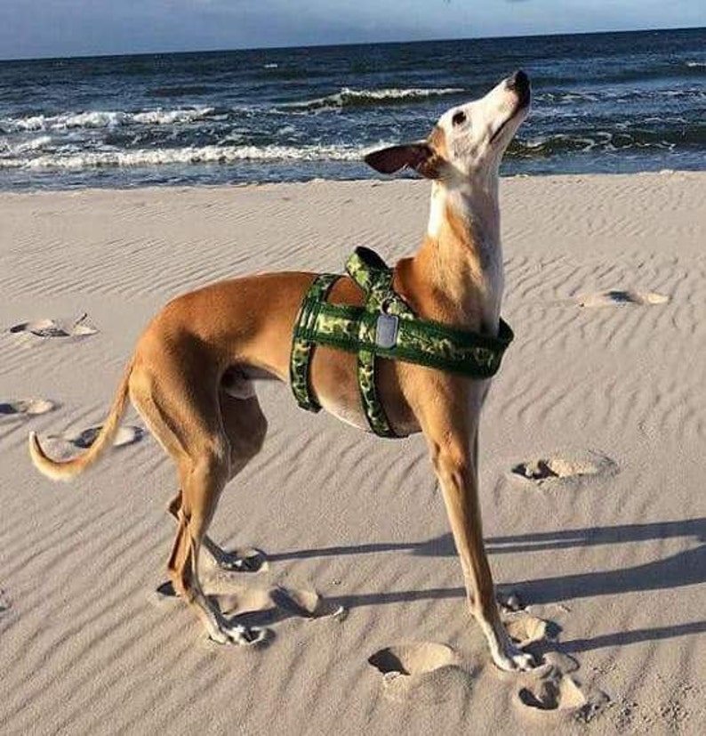 Norway anti escape harness norwegian harness dog harness | Etsy