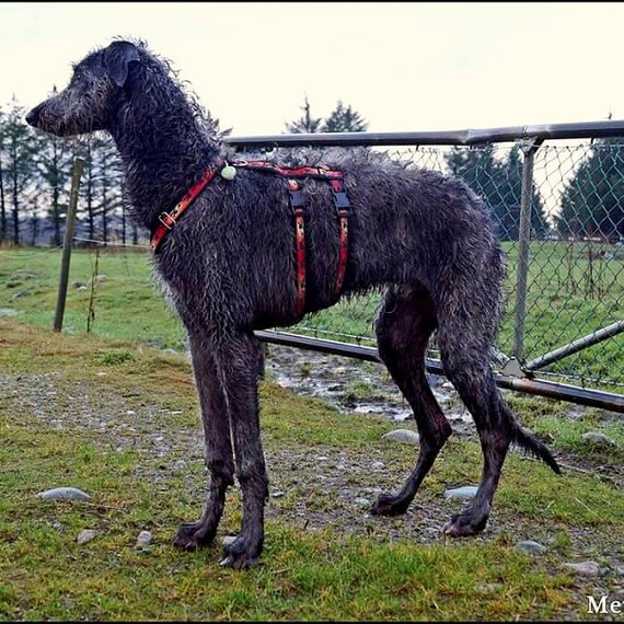 anti slip dog harness