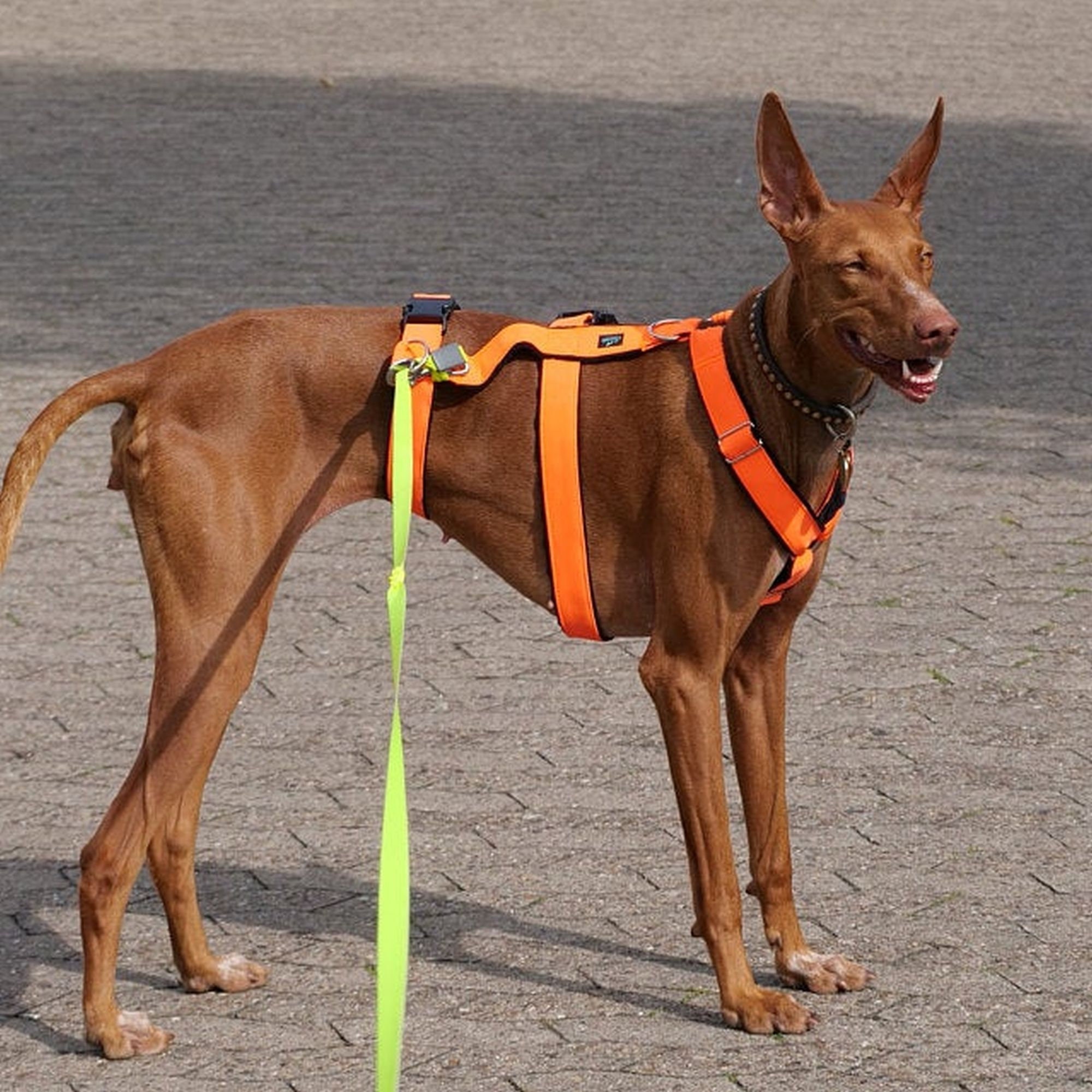 triple dog harness