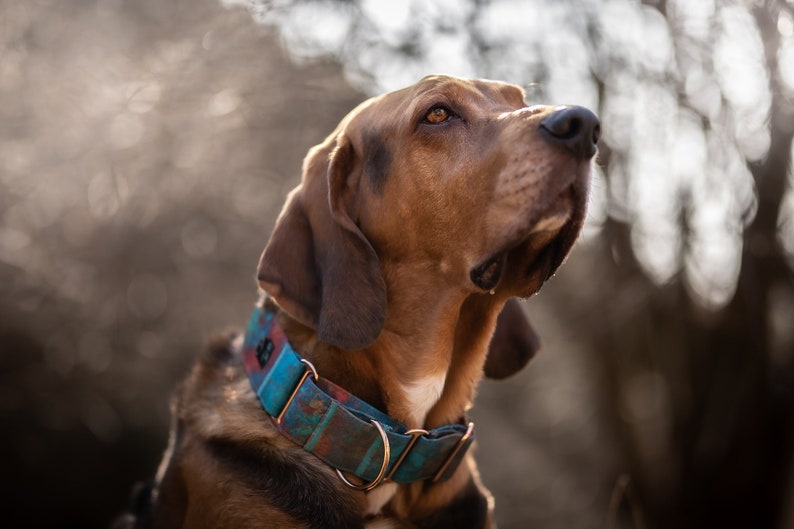 martingale collar etsy