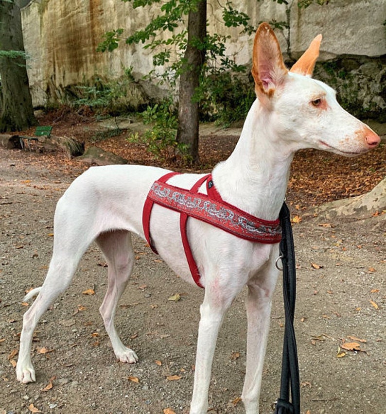 Norway anti escape harness norwegian harness dog harness Etsy