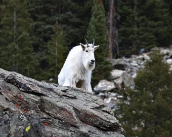 Stunning Mountain Goat in Colorado Rockies | Breckenridge Wildlife
