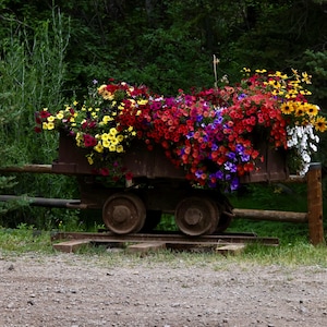 May include: A rustic wooden cart overflowing with a vibrant mix of colorful flowers. The blooms include red, yellow, purple, and white blossoms, creating a striking display. The cart has two wheels and sits on a wooden base.