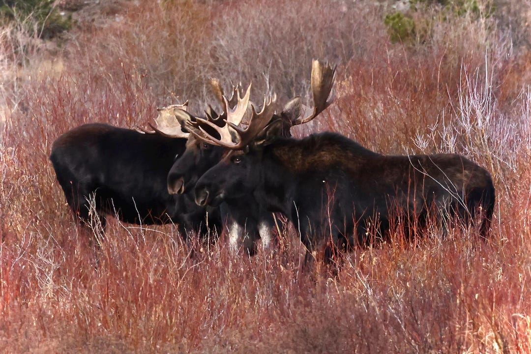 3 Point Moose Moose Cabin Decor Wall Art, Three Bull Moose Rutting Season, Rustic ...