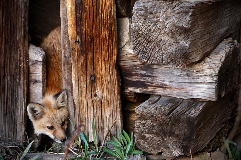 Rustic Fox Image Rustic Fox Photography Print, Wildlife Nature Wall Art - Etsy