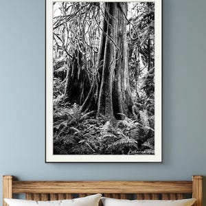 Cathedral Grove Black & White Tree Photo Print - Vancouver Island
