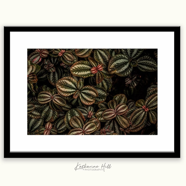 Pilea Involucrata, Colour Photographic Print, Horticultural Image, Gardener Gift, Patterns in Nature, Houseplants, Tropical Garden, Art